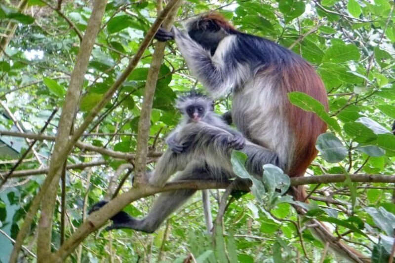 Spice farm,jozani forest and mtende beach - Final Thoughts
