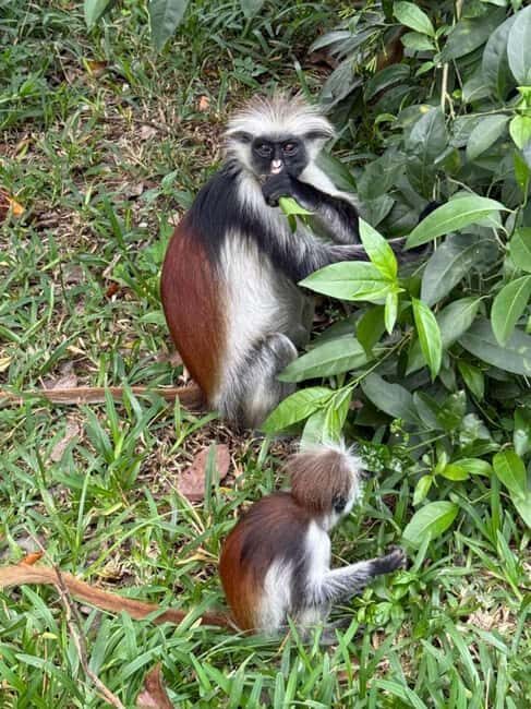 Spice farm,Stone town and Jozani forest tour with lunch - Key Points