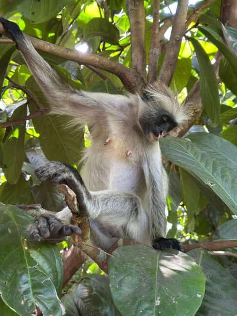 Spice farm,Stone town and Jozani forest tour with lunch - Authentic Experiences and Real Impressions