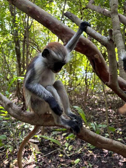 Spice farm,Stone town and Jozani forest tour with lunch - Who Should Consider This Tour?