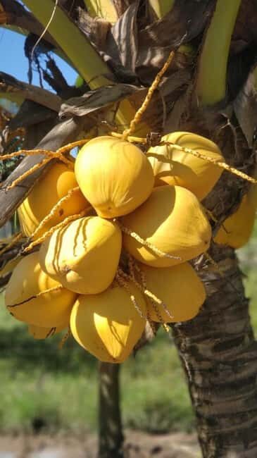 Spice tour, prison island, stone town tour & night market. - What to Keep in Mind