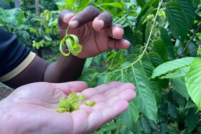 Spice Tour, Stone Town and Prison Island - Final Thoughts: Is It Worth It?