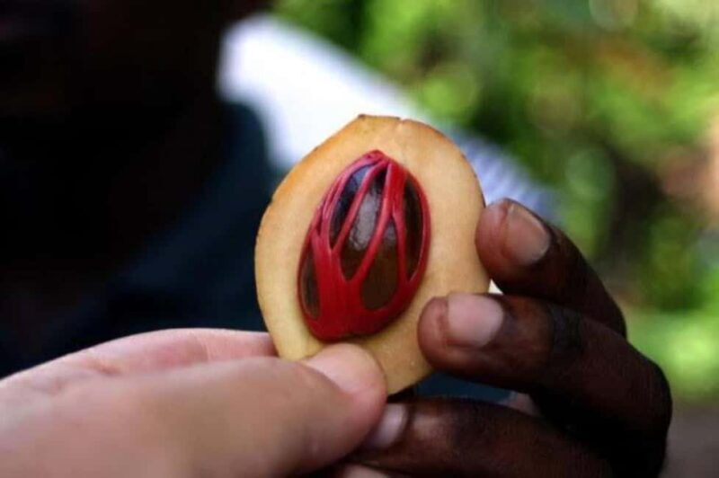 Spice tour+ Stone town walking tour - Value and Authenticity