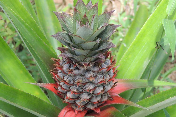 Spice Tour Zanzibar - Why This Tour Offers Good Value