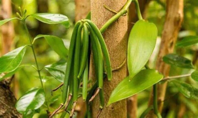 Spice Walking Tour - Key Points
