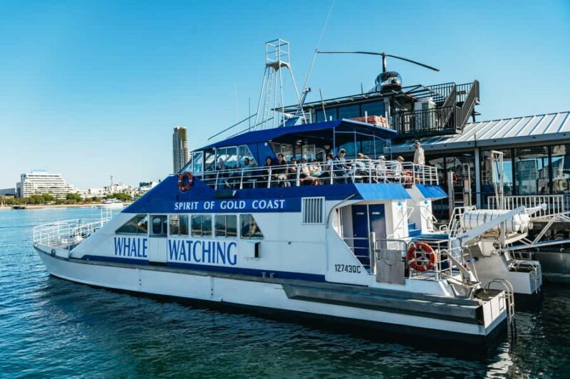 Spirit of Gold Coast 2.5-Hour Whale Watching Tour - In-Depth Review: What to Expect on the Spirit of Gold Coast Whale Watching Tour