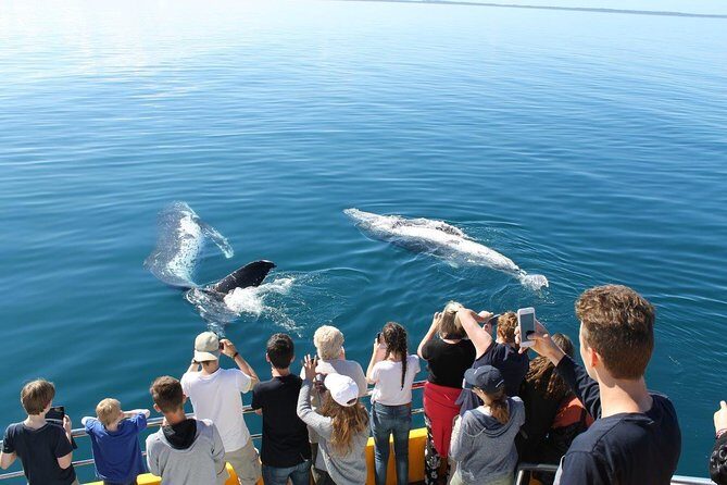 Spirit of Hervey Bay Whale Watching Cruise - Final Thoughts