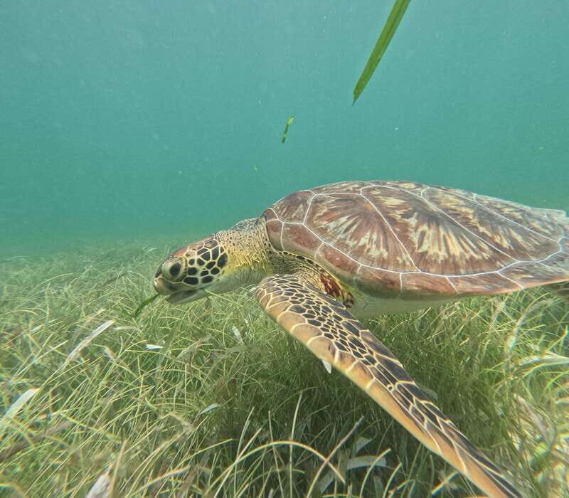 sport fishing and snorkeling in the reef in costa maya - Key Points