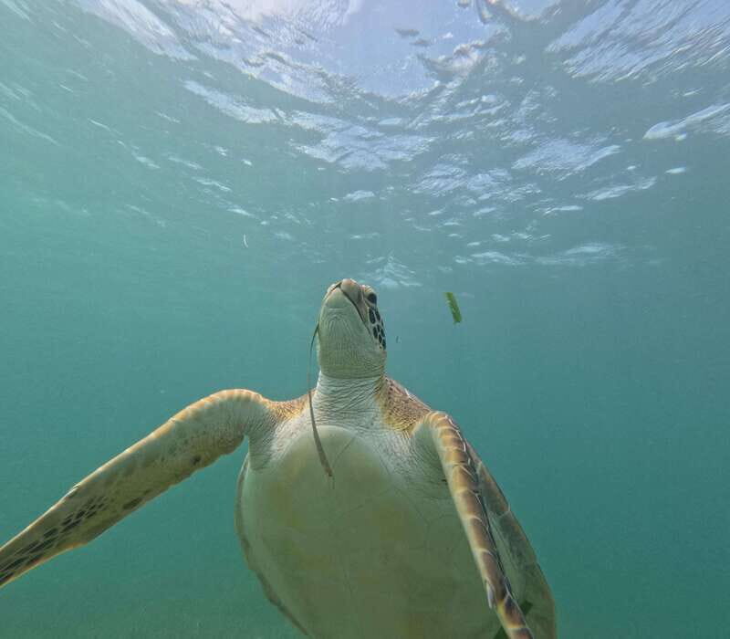 sport fishing and snorkeling in the reef in costa maya - FAQs