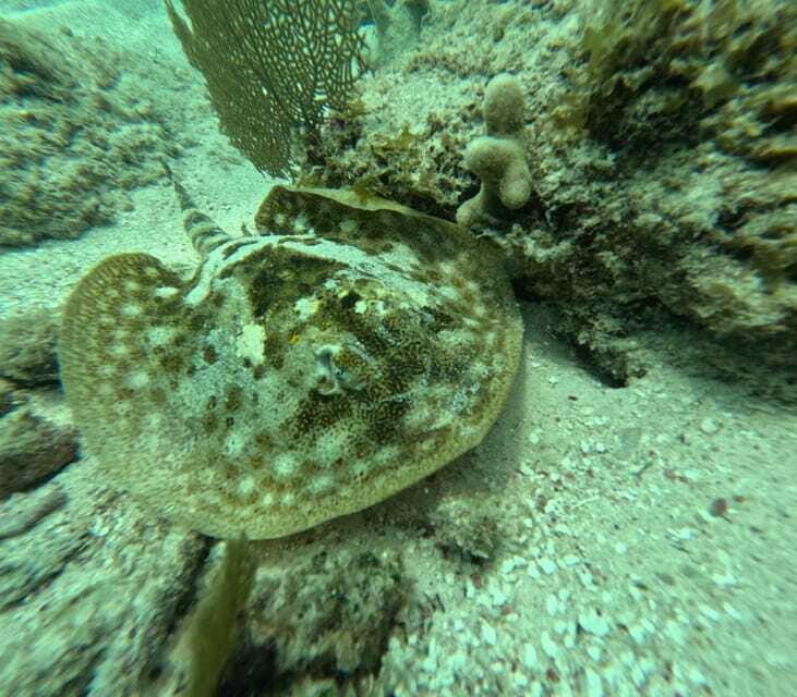 sport fishing and snorkeling in the reef in costa maya - Final Thoughts