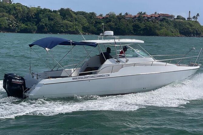 Sports Boat- Private Whale Watching Trip( free breakfast & paid pick-up) - Final Thoughts