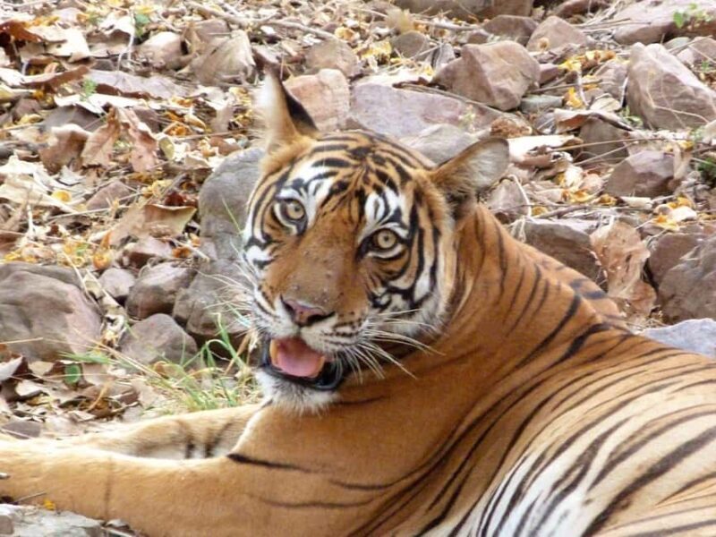 Spot Tigers and other wild of Ranthambore on a Day-Same Tour - An In-Depth Look at the Ranthambore Safari Experience