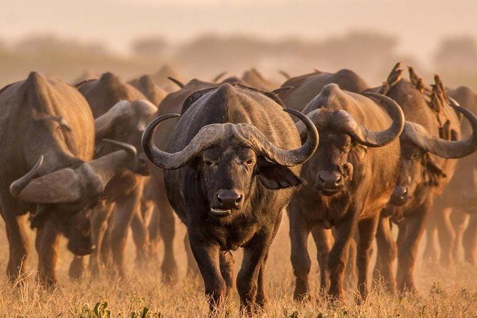 Spotting Africa Big Five (5) animals. - Why This Tour Stands Out