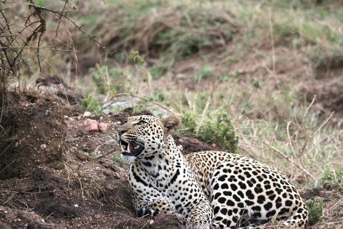Spotting Africa Big Five (5) animals. - Final Thoughts