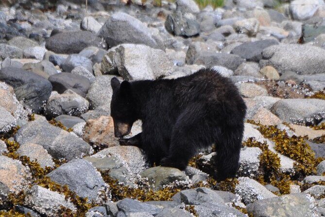 Spring Bear and Waterfall Tour - Key Points