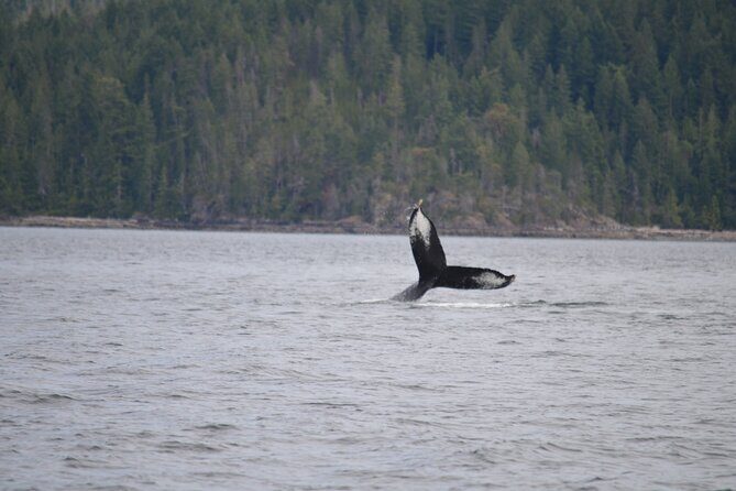 Spring Bear and Waterfall Tour - Who Should Consider This Tour?