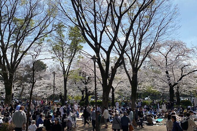Spring in Kichijoji Discover Cherry Blossoms at Inokashira Park - Authenticity and Cultural Appeal
