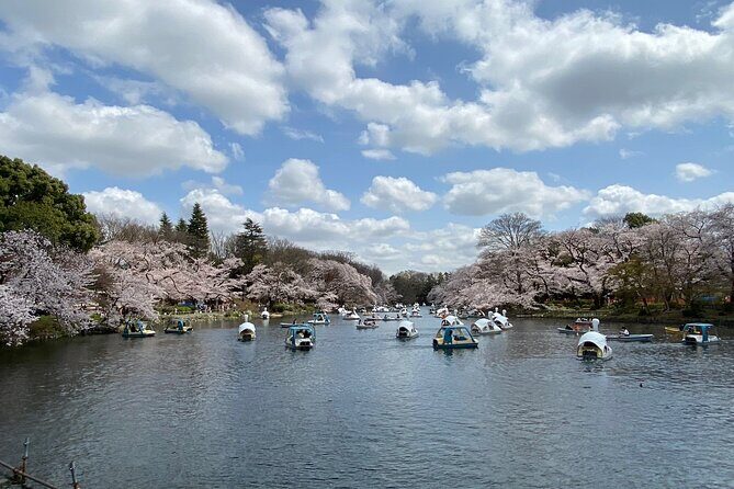 Spring in Kichijoji Discover Cherry Blossoms at Inokashira Park - Value and Overall Impression