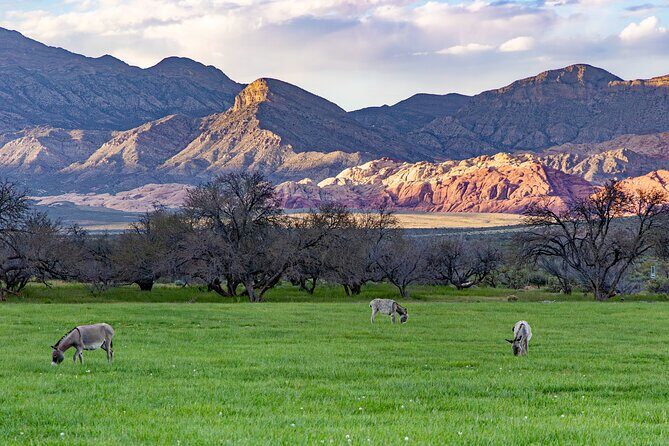 Spring Mountain Ranch Hike with Happy Hour Drinks - Authenticity and Personal Touches