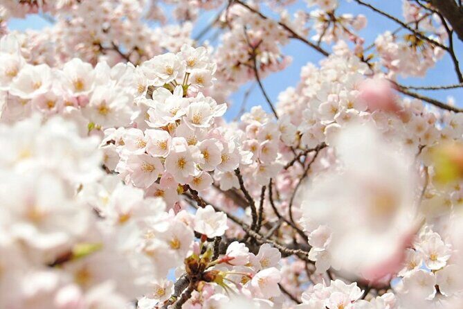 (Spring Only) 1-Day Snow Monkeys & Cherry Blossoms in Nagano Tour - Transport, Group Size, and Overall Value