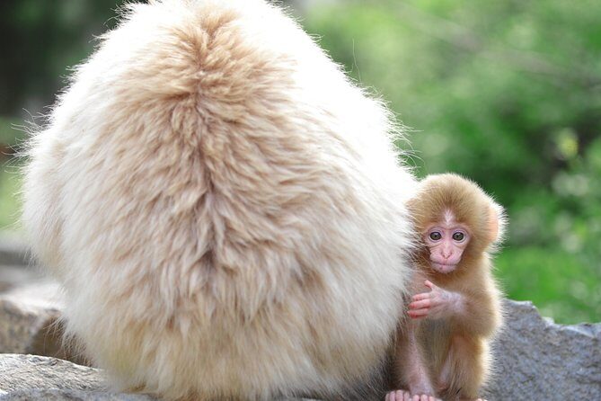 (Spring Only) 1-Day Snow Monkeys & Cherry Blossoms in Nagano Tour - Final Thoughts: Who’s This Tour For?