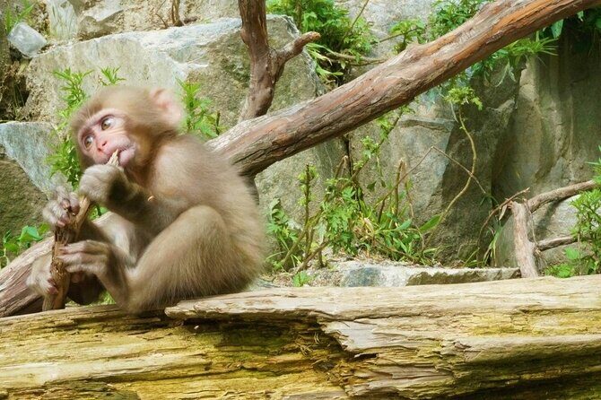(Spring Only) 1-Day Snow Monkeys & Cherry Blossoms in Nagano Tour - FAQ