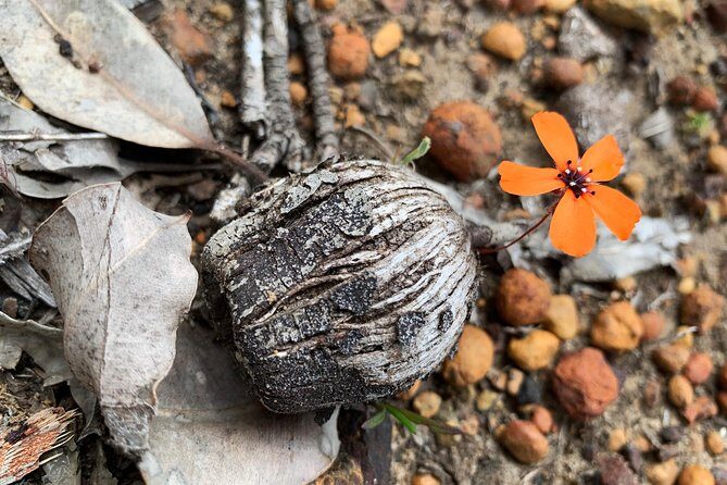 Spring Wildflower Private Day Tours - A Closer Look at the Wildflower Tour Itinerary