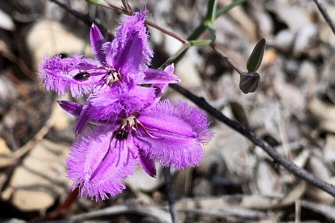 Spring Wildflower Private Day Tours - The Sum Up