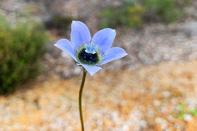 Spring Wildflower Private Day Tours - FAQ