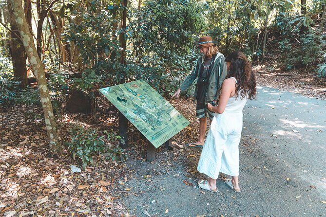 Springbrook andTamborine Rainforest Tour Incl Natural Bridge and Glow Worm Cave - An In-Depth Look at the Tour Experience