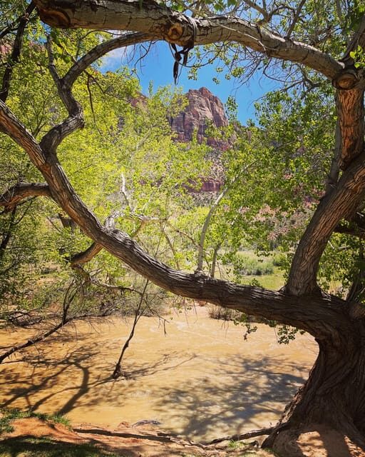 Springdale: Guided eBike Tour in Zion National Park - Authenticity and Reviews