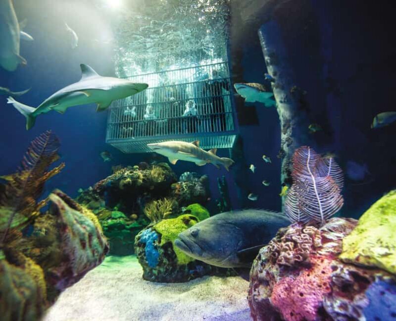 Springfield: Wonders of Wildlife National Museum & Aquarium - What Travelers Are Saying