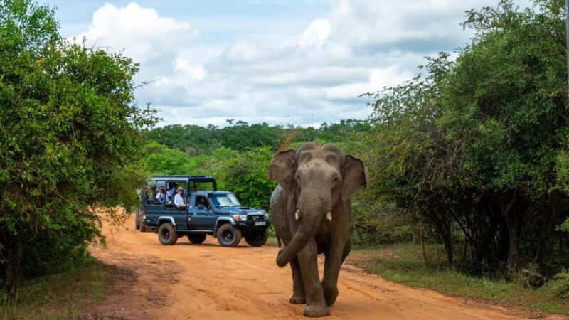 Sri Lanka: 10-Day Private Tour with 4*, Half-Board Hotels - An Overview of the Tour Experience