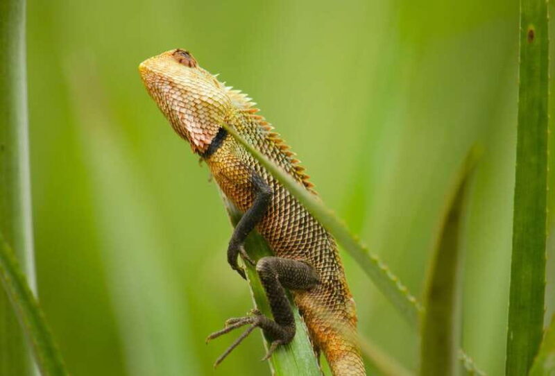 Sri Lanka 2-Day National Parks Trip, Hotel, Transport, Guide - A Deep Dive into the 2-Day Wildlife Tour
