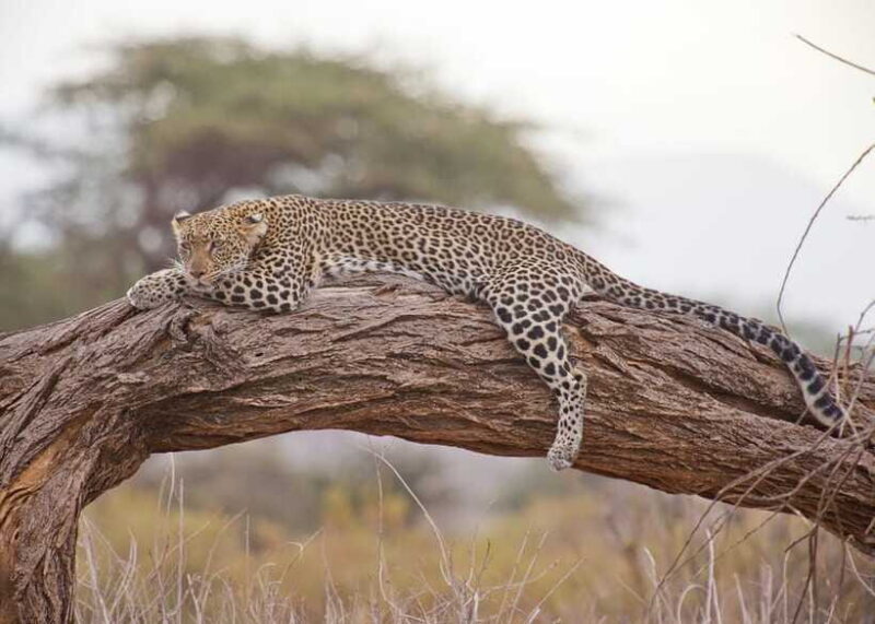 Sri Lanka 2-Day National Parks Trip, Hotel, Transport, Guide - Who Will Find This Tour Valuable?