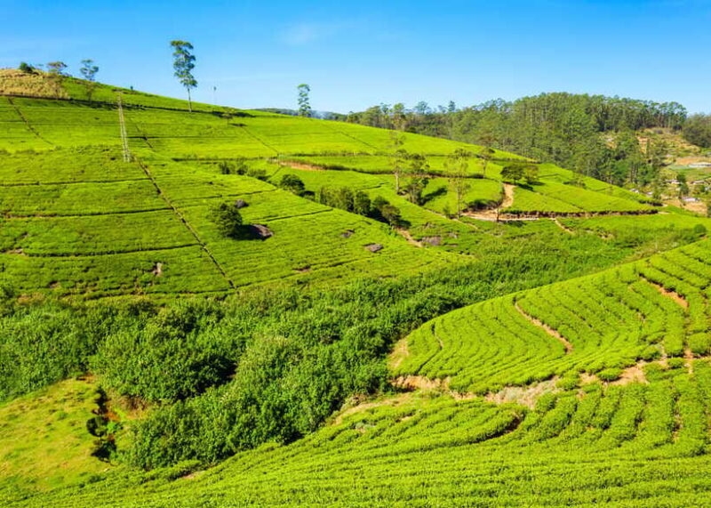 Sri Lanka 3-day Private Tour: Kandy, Nuwara Eliya, Ella - FAQ