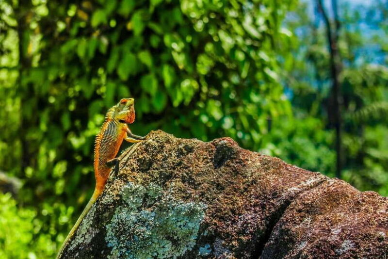 Sri Lanka 4-Day Tour Cultural Triangle, Rafting and Safari - Final Thoughts