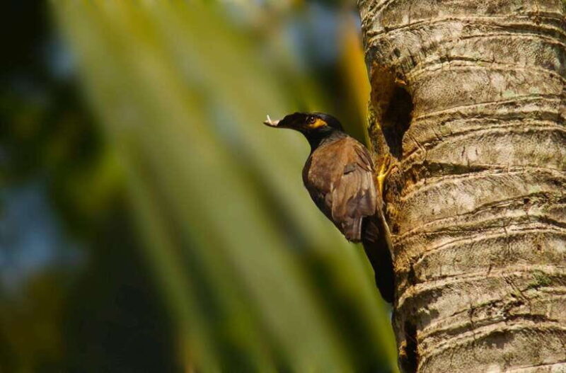 Sri Lanka: 4-Day Tour to Kitulgala, Kandy, and Sigiriya - Transportation and Comfort