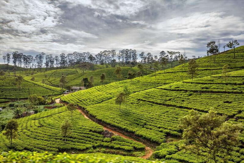 Sri Lanka: 4-Day Tour to Kitulgala, Kandy, and Sigiriya - Authenticity and Traveler Experience