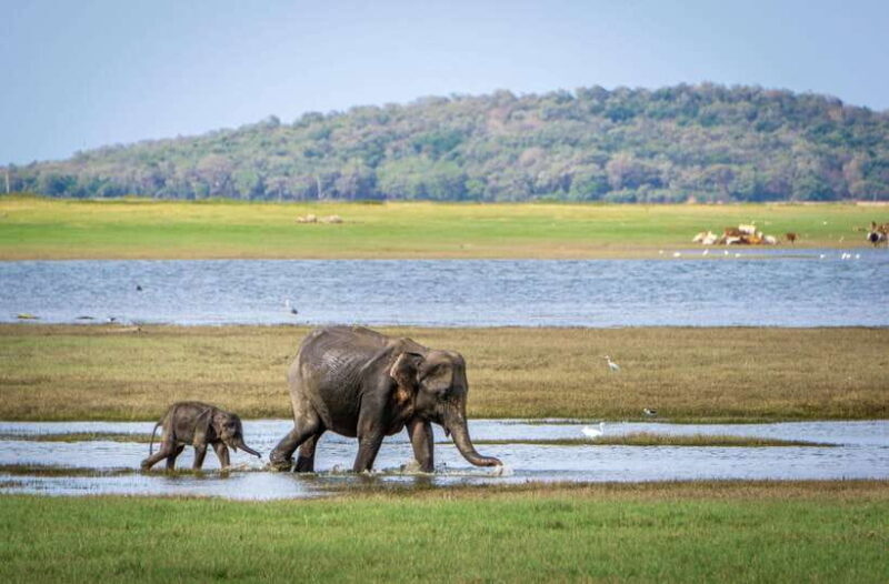 Sri Lanka: 4-day Tour Wildlife and Beach - The Sum Up
