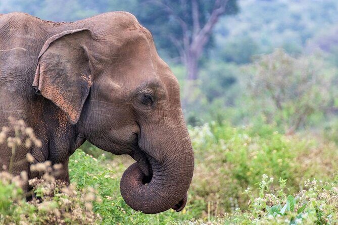 Sri Lanka 5 Day tour Best Nature and Culture include top hotels - Exploring the Itinerary in Detail