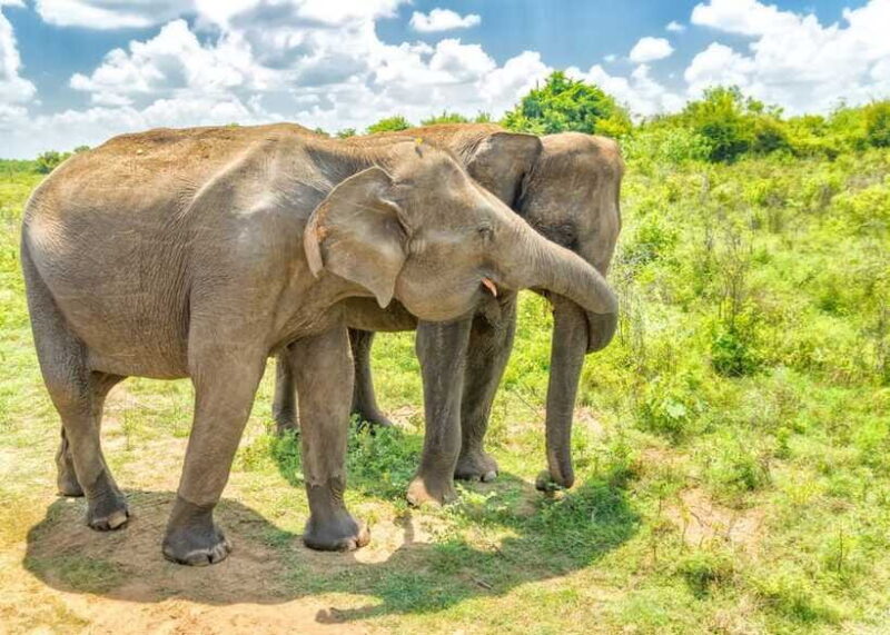 Sri Lanka: 5-Day Tour with Hill Country, Cultural Triangle - Suitability and Practical Considerations