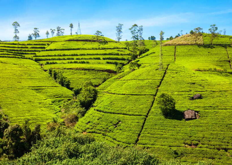 Sri Lanka: 5-Day Tour with Hill Country, Cultural Triangle - Final Thoughts: Is This Tour Right for You?