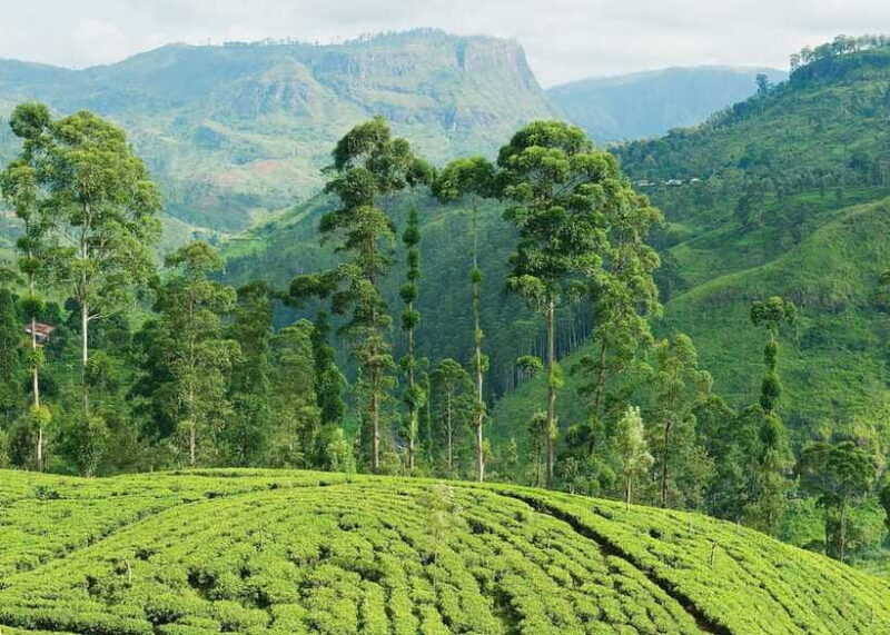 Sri Lanka: 5-Day Tour with Hill Country, Cultural Triangle - FAQ