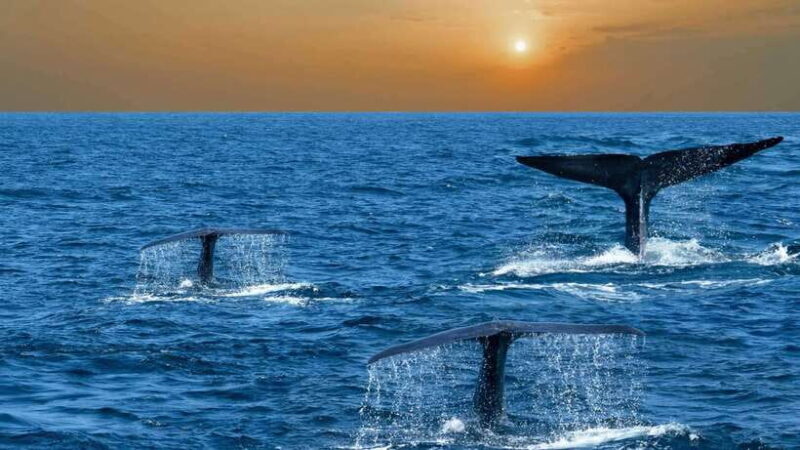 Sri Lanka: 6-Day Luxury Honeymoon Tour - Transportation and Comfort