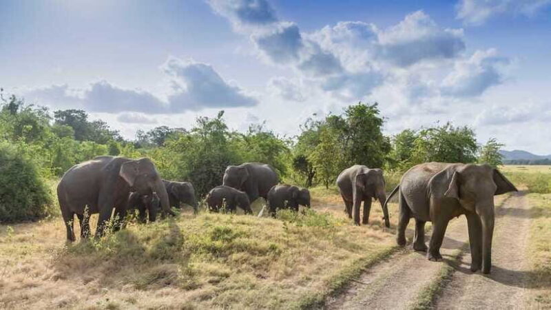 Sri Lanka: 6-Day Luxury Honeymoon Tour - FAQs