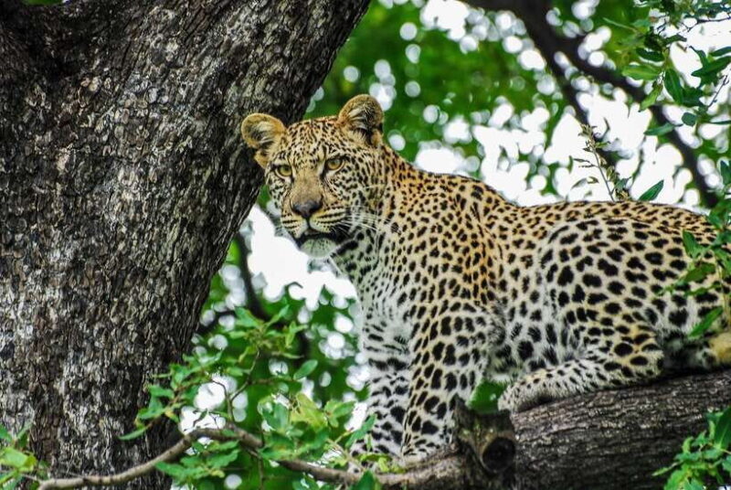 Sri Lanka: 7-Day Off-The-Beaten Path Private Tour - Key Points
