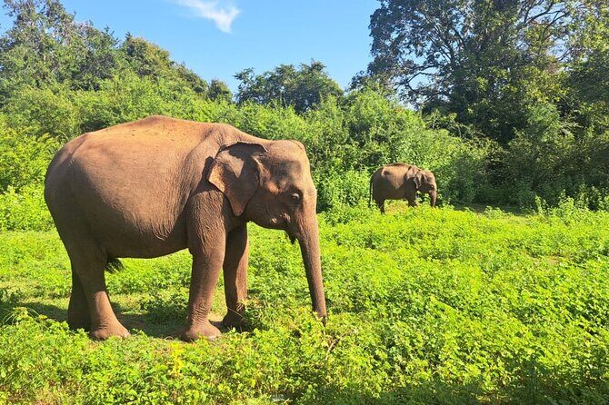 Sri Lanka 7 Day Tour with Private Driver - Day 5: Wildlife Safari at Yala National Park
