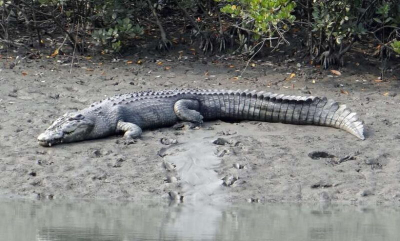 Sri Lanka Bentota: Private Mangrove Lagoon and River Cruise - Key Points