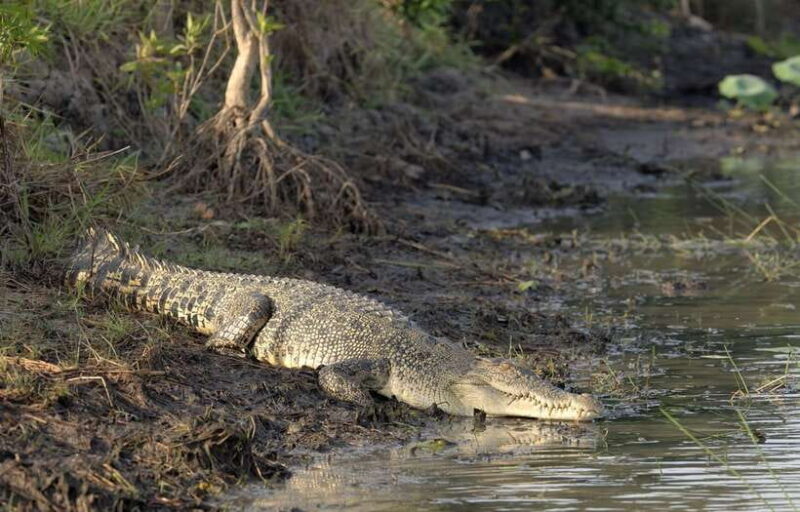 Sri Lanka Bentota: Private Mangrove Lagoon and River Cruise - Authentic Encounters with Sri Lanka’s Nature